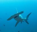 Diving with the hammerheads